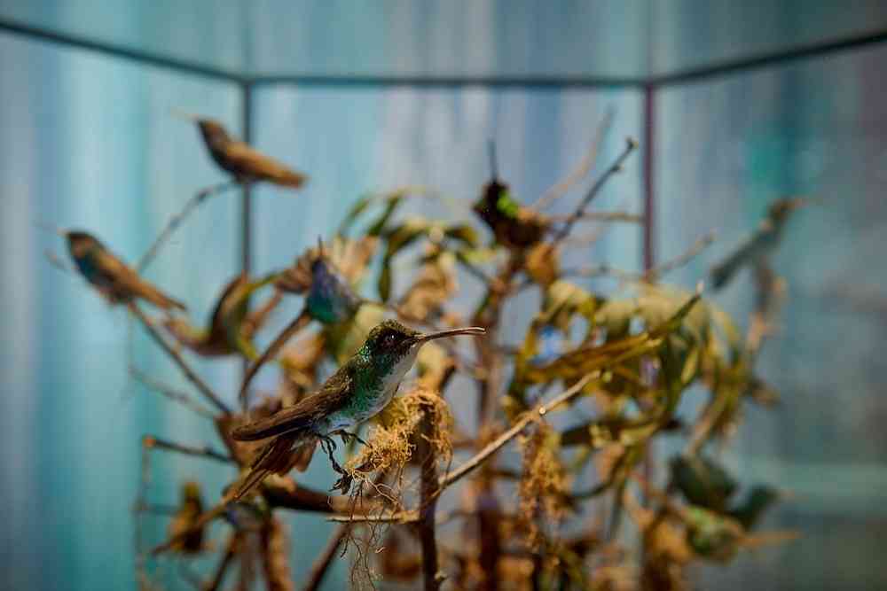 . Treasures of the Natural World at Melbourne Museum. Photo by Eugene Hyland