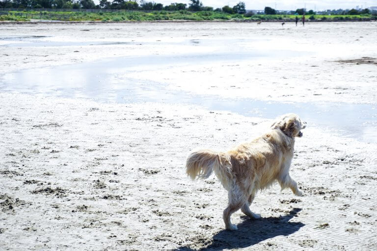 Altona Dog Beach dog running