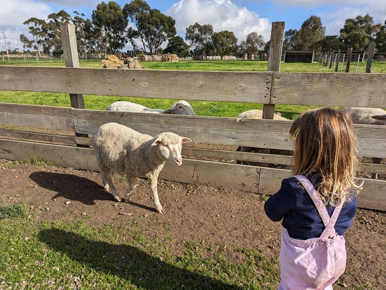 Animal Land Childrens Farm px