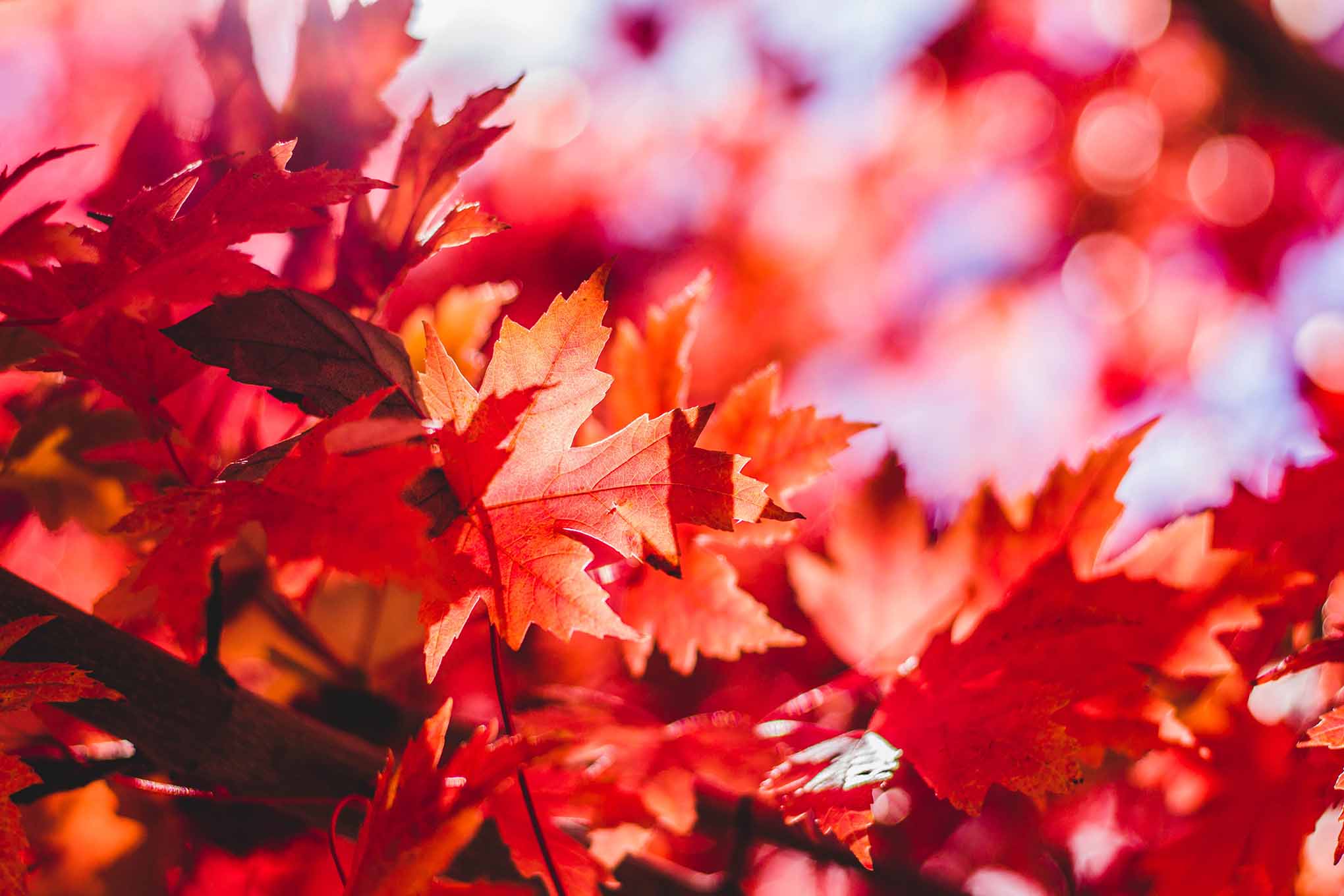 11 Best Places to Visit Autumn Leaves in Victoria