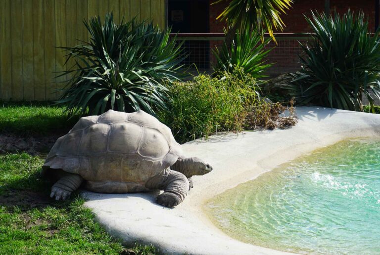 Ballarat Wildlife Park Photos Joyce Watts px