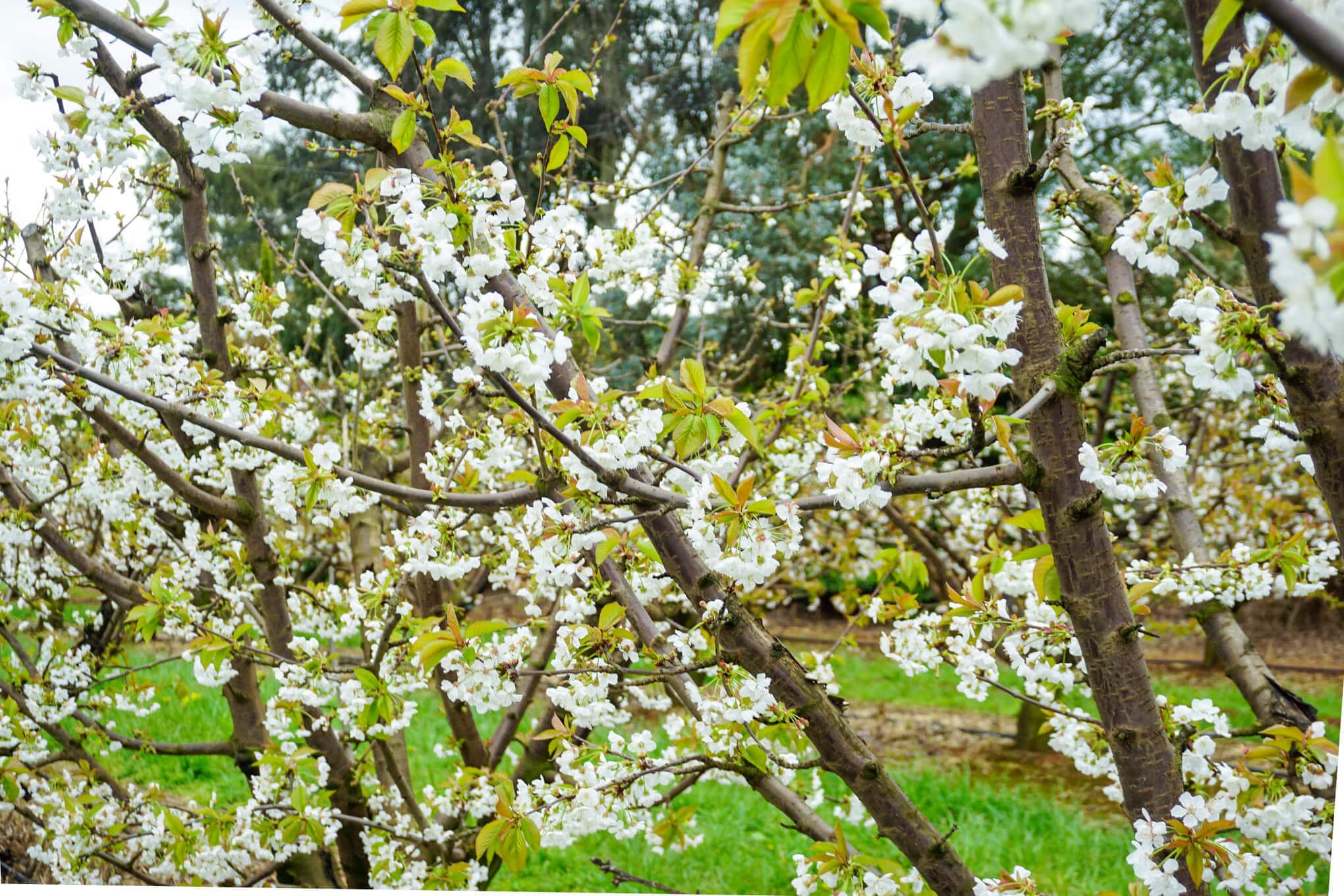 Blossom Festival, Cherryhill Orchards: Spring has Sprung