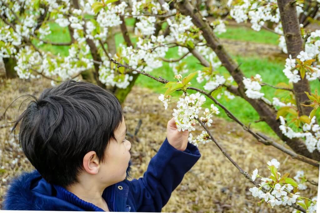 Blossom Festival Cherryhill Orchards 16