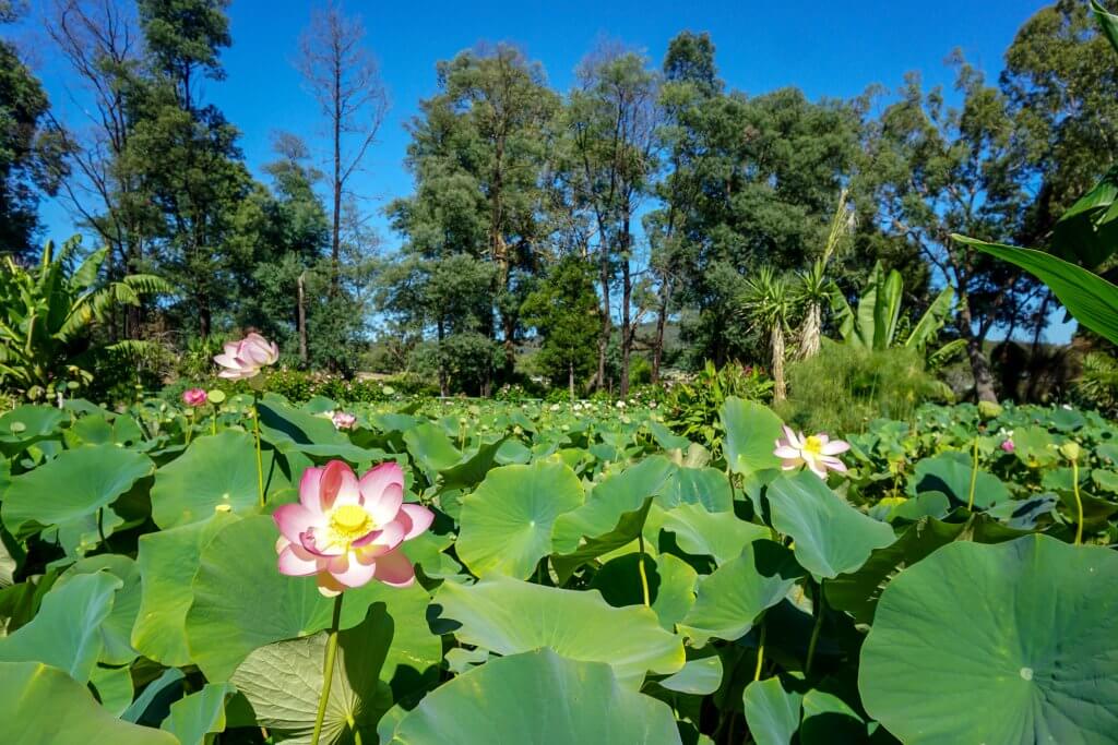 Blue Lotus Water Garden