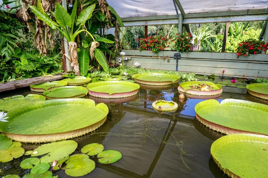 Blue Lotus Water Garden