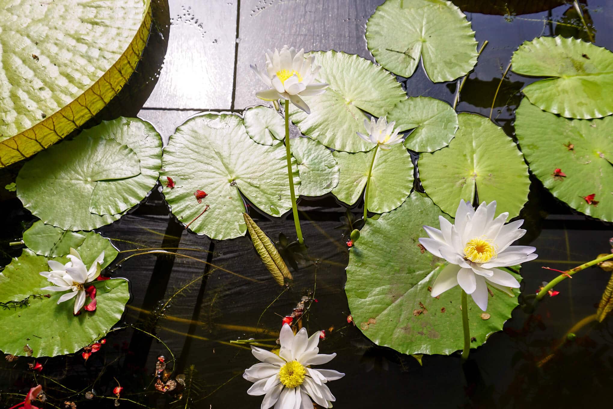 See Giant Lilies at Blue Lotus Water Garden, Yarra Junction