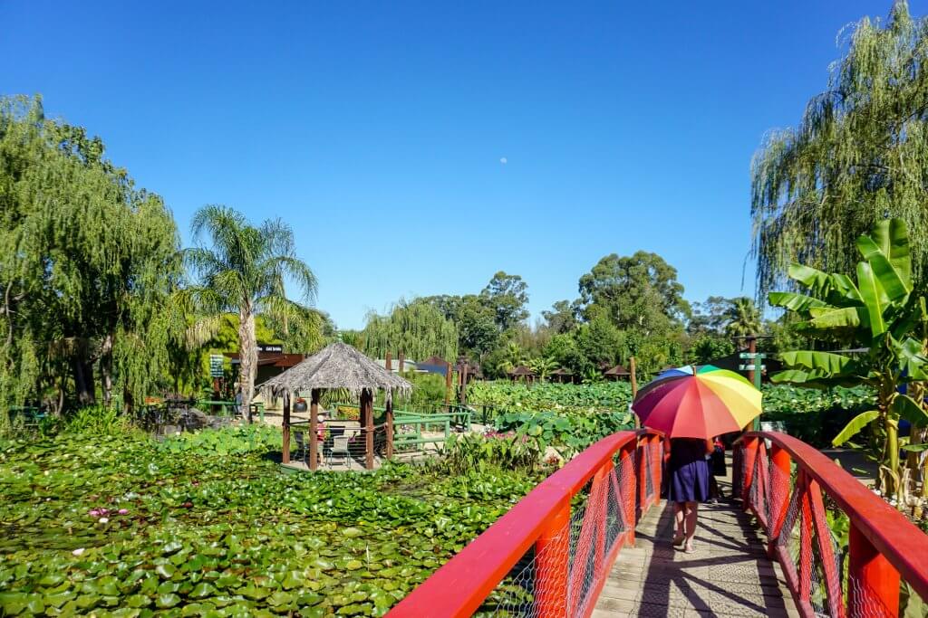 Blue Lotus Water Garden