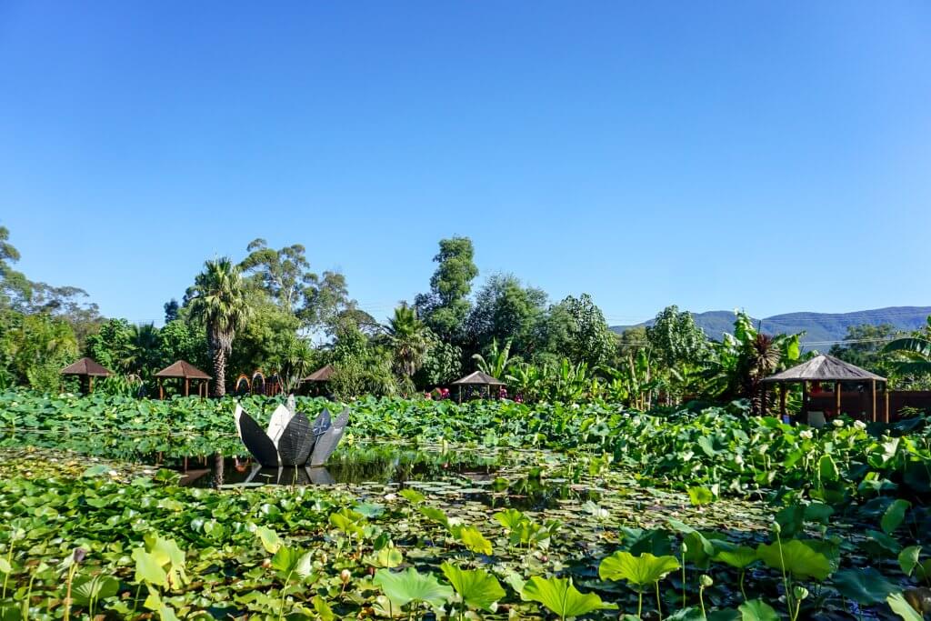 Blue Lotus Water Garden