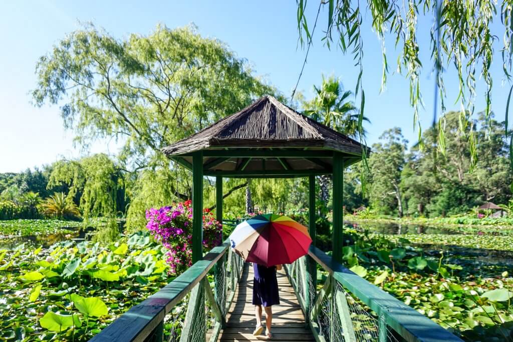 Blue Lotus Water Garden