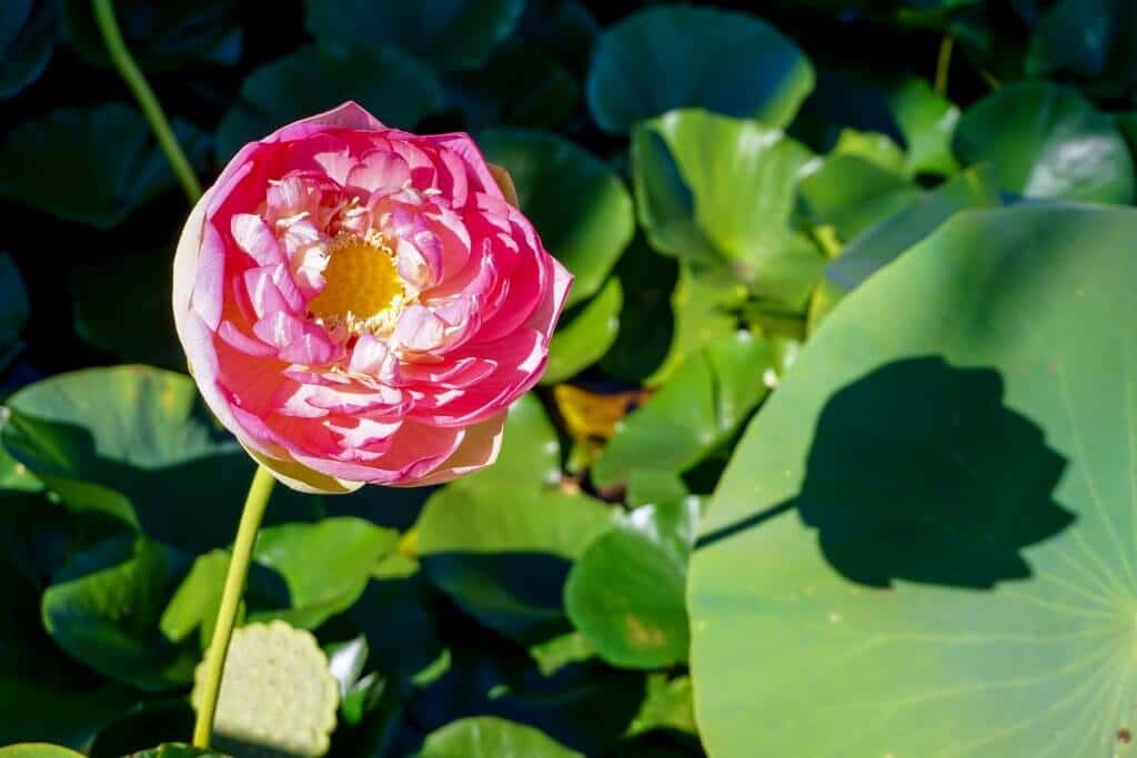 Blue Lotus Water Garden