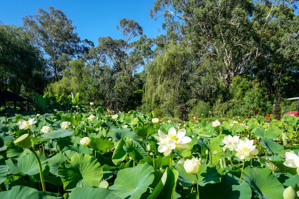 Blue Lotus Water Garden