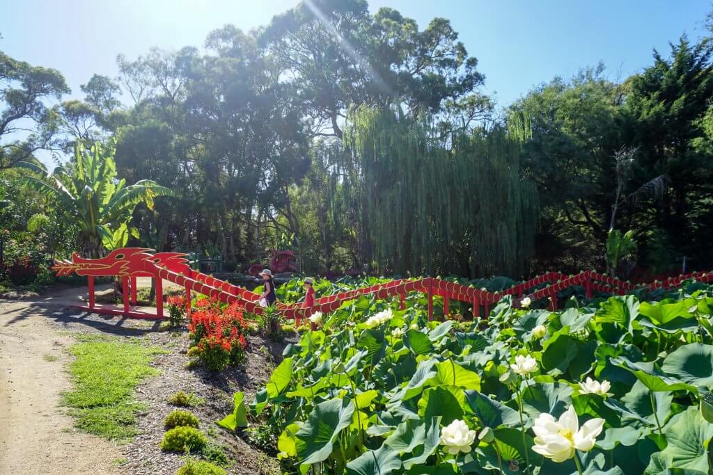 Blue Lotus Water Garden