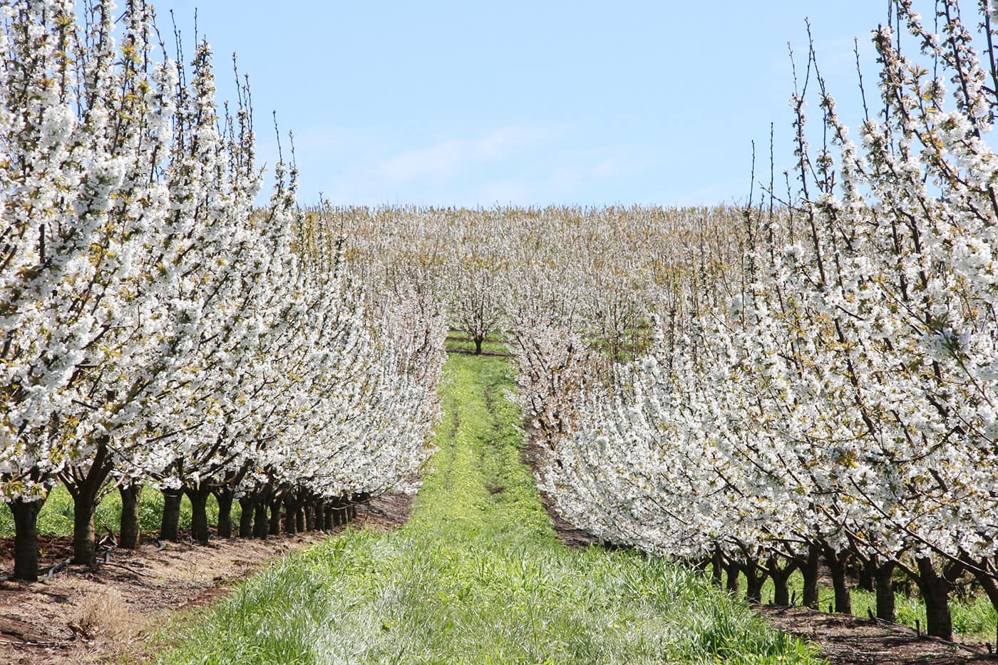 CherryHill Blossom Orchards min