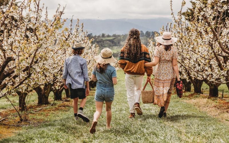 CherryHill picnic blossoms