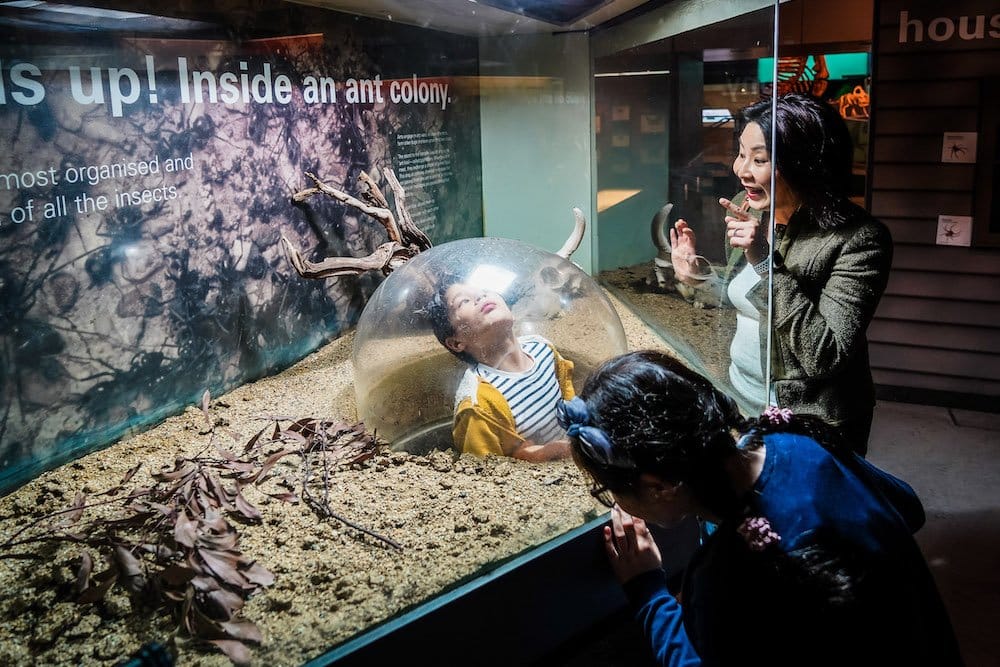 Baby 2.0  is inside the glass dome of the green ants display. 