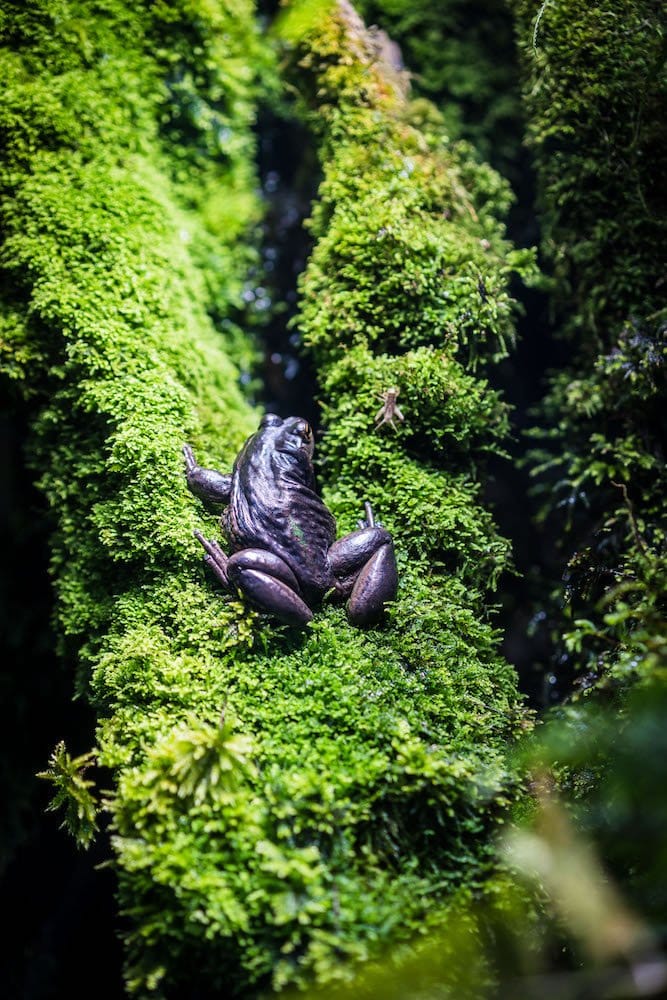 A tree frog sits on the moss sprouting from the tree.