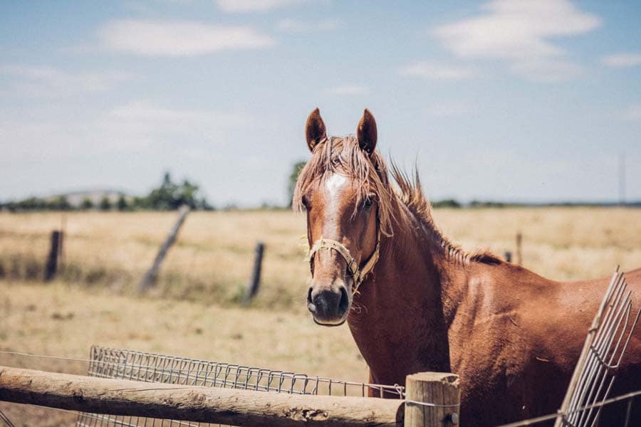 13 Best Horse Riding Tours In Melbourne & Victoria