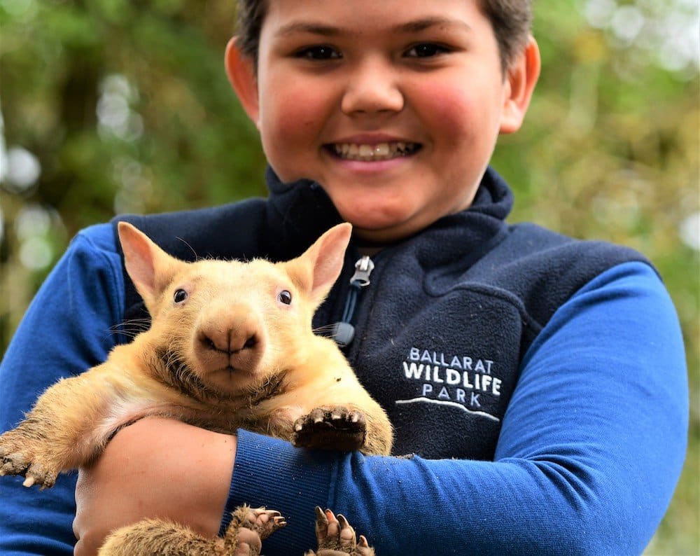 HONEY BUN Ballarat Wildlife Park