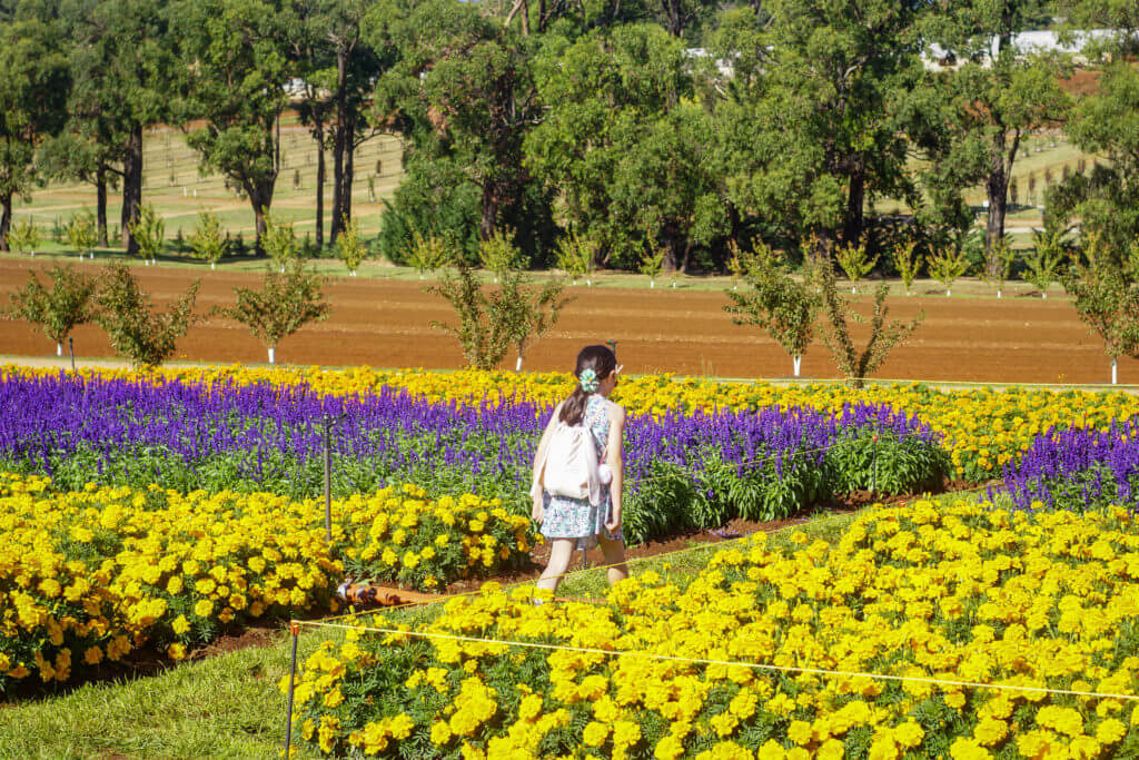 Kabloom flower festival