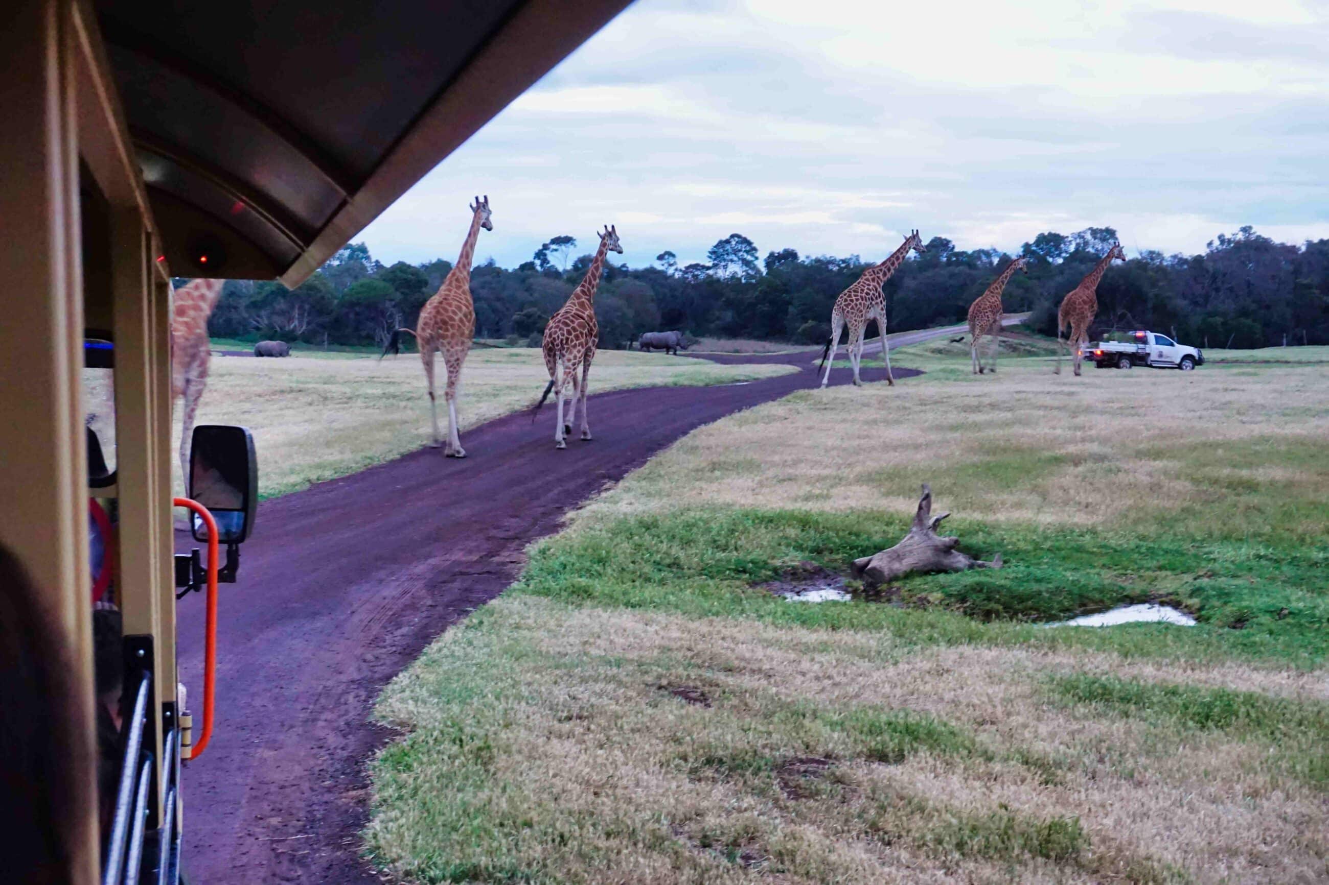 Sunset Safari Werribee Zoo