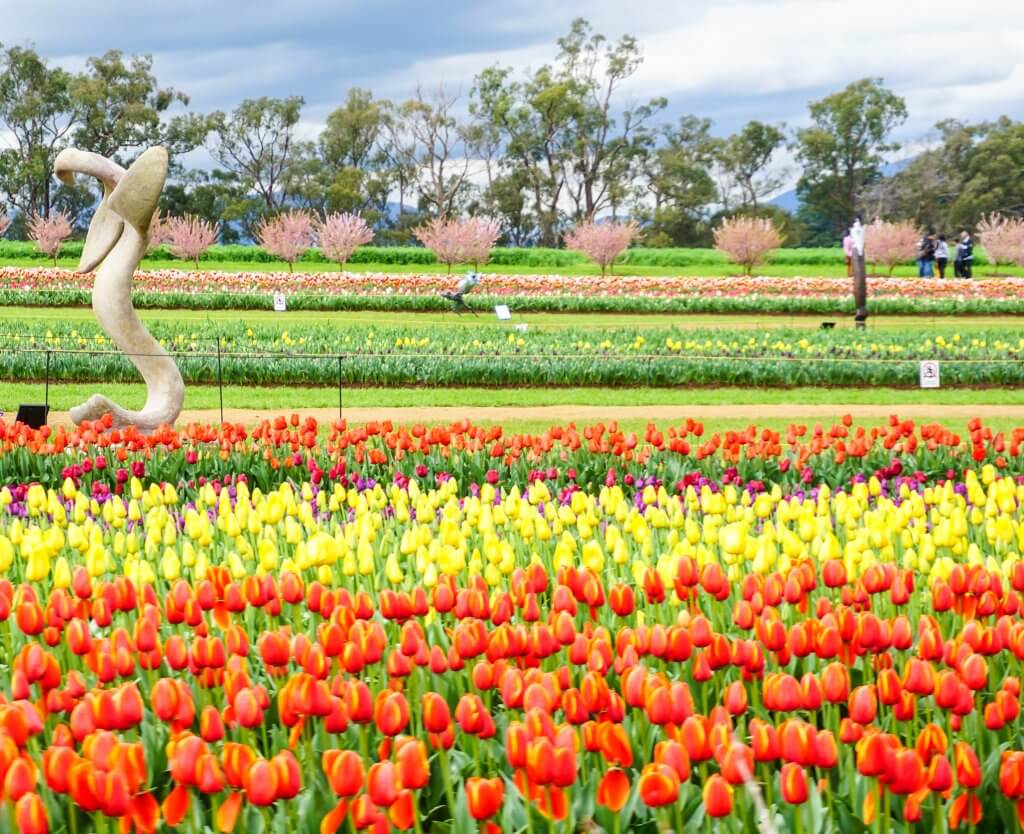 Tesselaar Tulip Festival 14