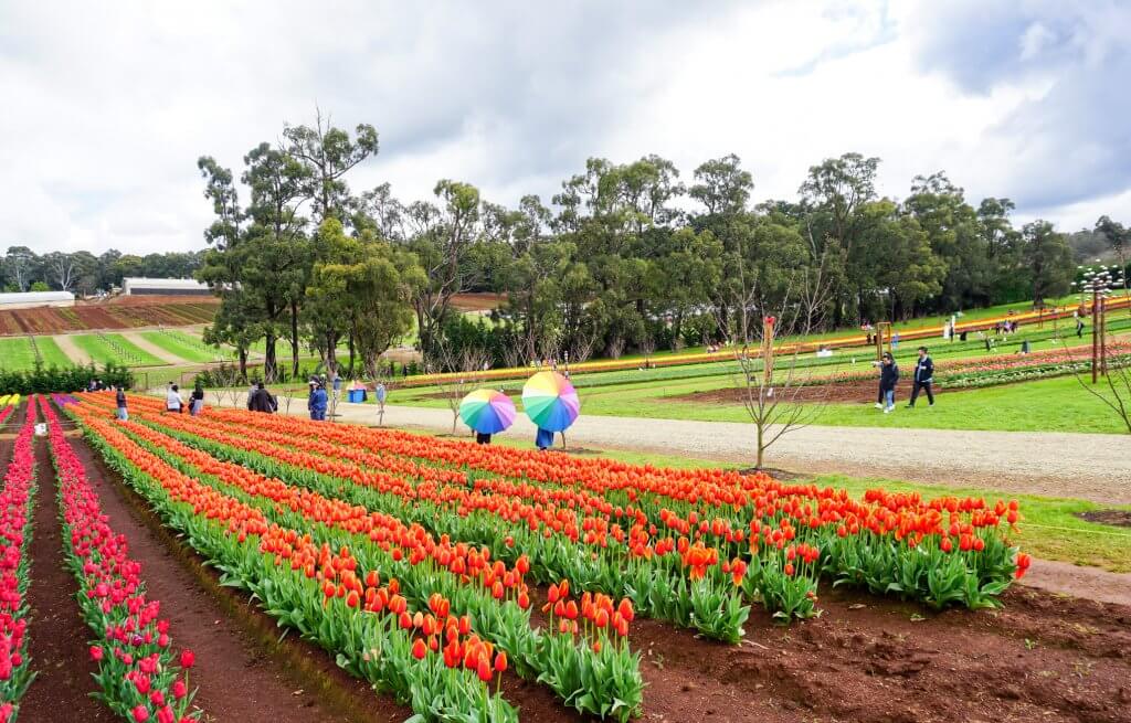 Tesselaar Tulip Festival 16