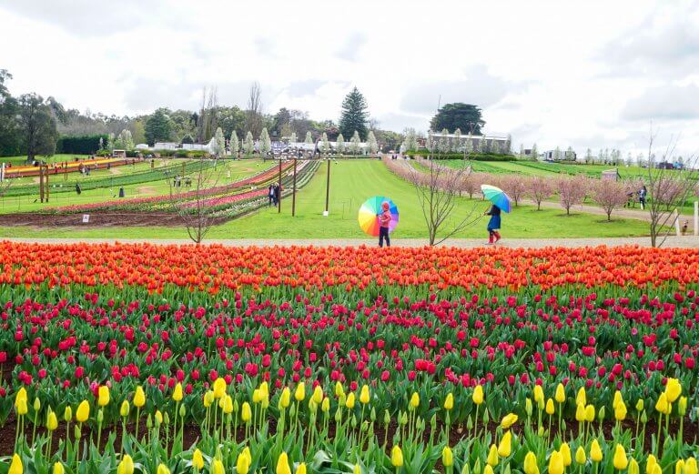 Tesselaar Tulip Festival 28