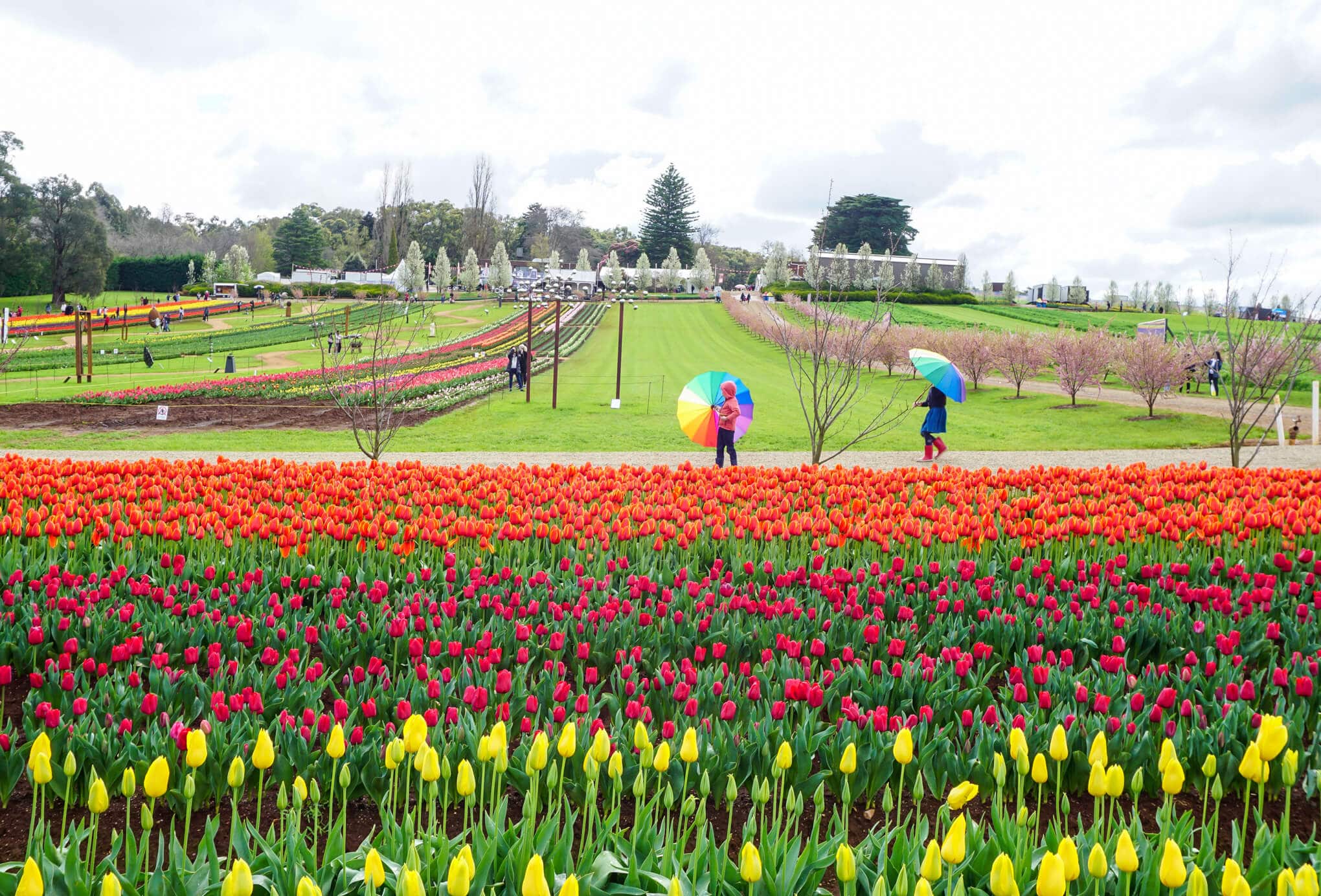 Tesselaar Tulip Festival, Silvan