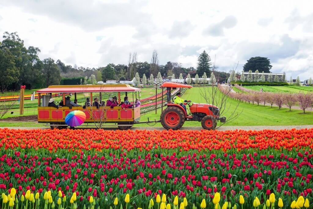 Tesselaar Tulip Festival 34