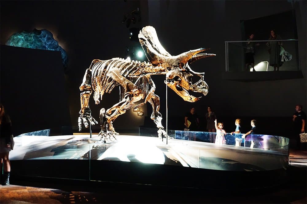 Triceratops Melbourne Museum