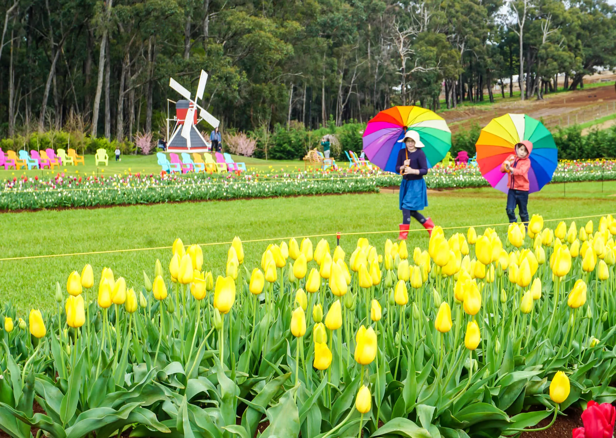 Tesselaar Tulip Festival